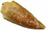 Serrated, Raptor Tooth - Real Dinosaur Tooth #232989-1